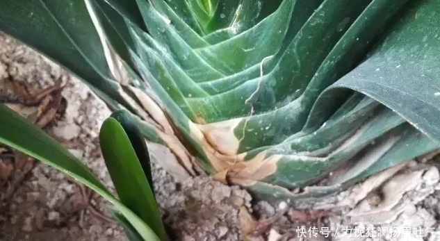 君子兰盆里长出小芽,我掰下来插土里,1年半后竟然开花了!