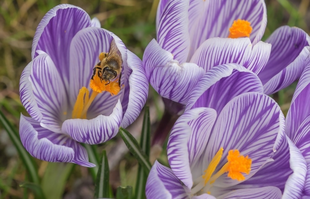 此花是代表了快乐的花,是因为爱情的热情而促使绽放的花朵