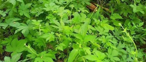 中年|3種農(nóng)村野外常見(jiàn)的野草,不僅是美味的野菜,還有很好的養(yǎng)生功效