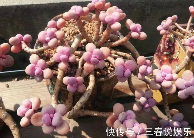 阴凉处|9月开始，养桃蛋“牢记”2个字，半年养的“胖嘟嘟”，萌化了