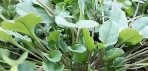 农村这野草长到家门口,农户把它当茶叶泡,城里认识的很少