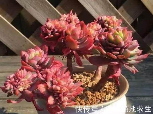 6种多肉,傻子都能养爆盆,不浇水都能活