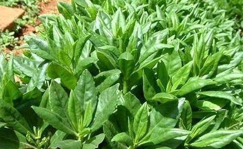 老少皆宜|30岁女性要学会常吃的食物,排出毒素,净化血液,保肝补肾