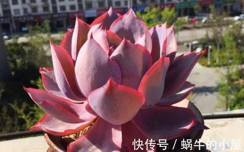 盘点9款上色快的多肉,皮实好养颜值高,适合新手和懒人