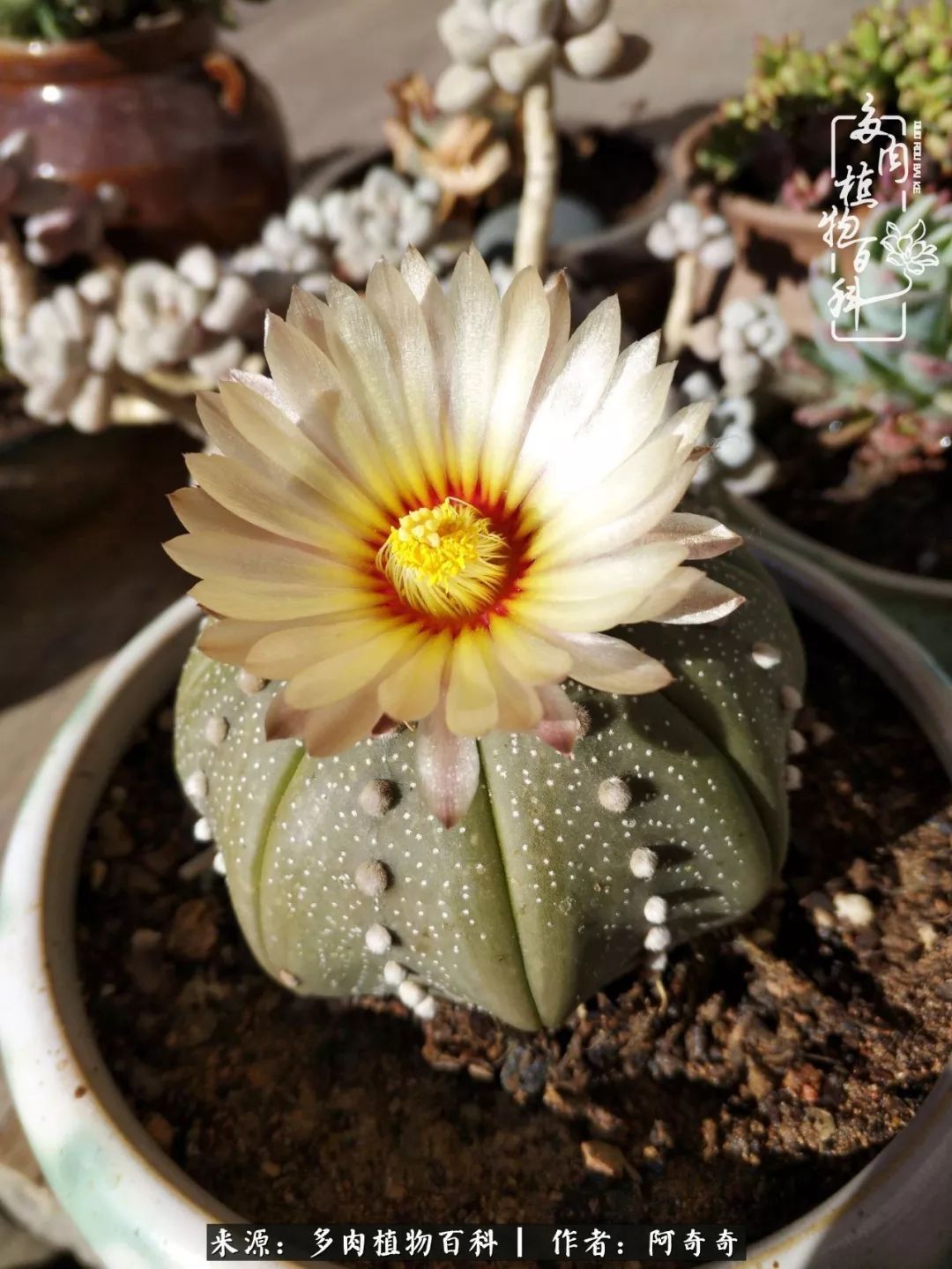 静心养多肉，只是为了在成人的世界里随波不逐流！