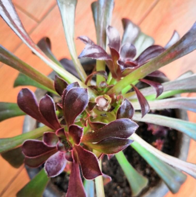 冬美人|多肉徒长咋办砍砍头，撸个叶，一盆又能变多盆！