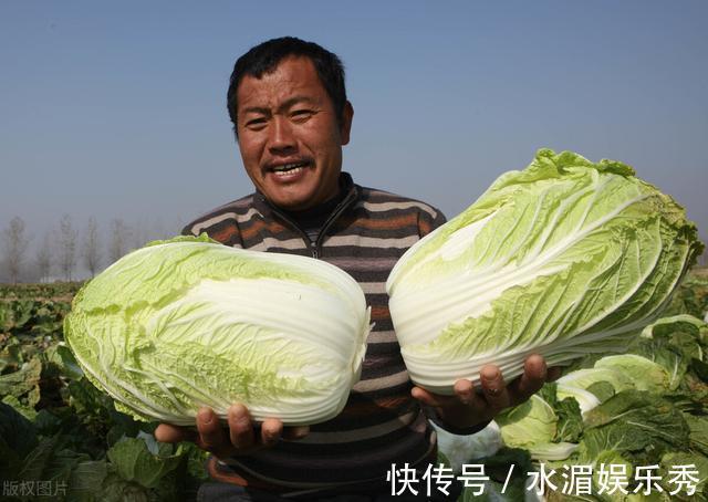 区别|才知道，原来绿叶白菜和黄叶白菜的区别这么大，学会以后别买错了