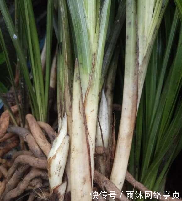 养分|兰花什么时候翻盆最好？翻盆用哪种植料？养兰攻略送给你