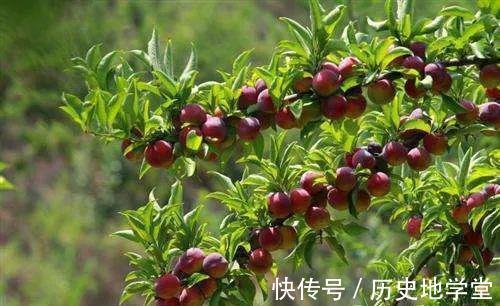 疥癣|一朵让人又惊又喜的木槿花!全身都是宝,10大功效,受益无穷!