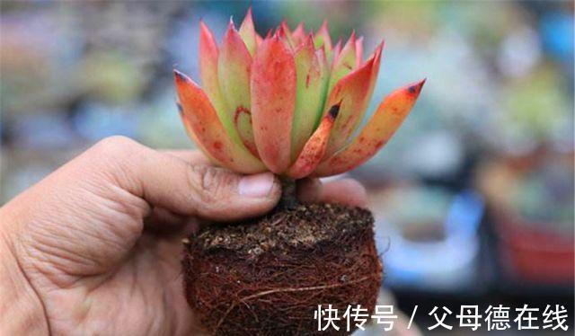 多肉|肉肉上盆关键一步不能忘,否则黑腐烂根会常发生