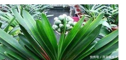 养护|用筷子戳个洞，滴上几滴“它”，“4种花”超喜欢，蹭蹭长不停！