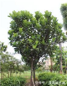 桂花|路边遇到4种花,别放过,掰个枝子长一盆!观叶赏花又好吃