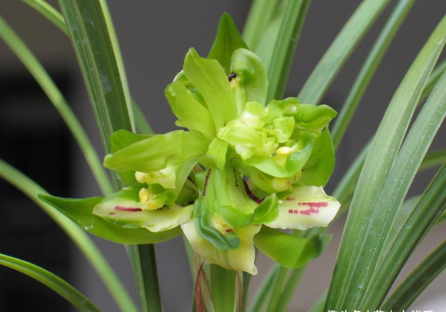  奇花|春兰菊瓣奇花之首“余蝴蝶”，多瓣奇花，幽香袭人，颜值极高