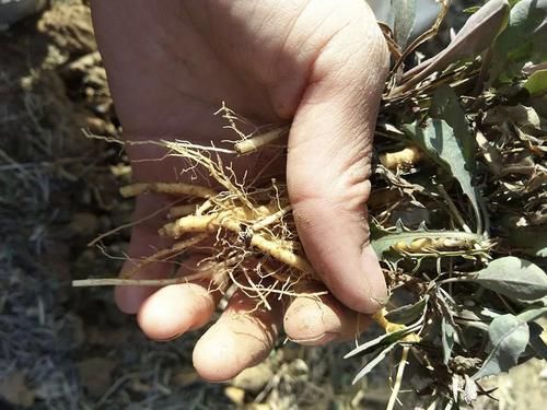 曾是穷苦人救命菜,如今成民间极品野菜,味赛荠菜,见到请别错过