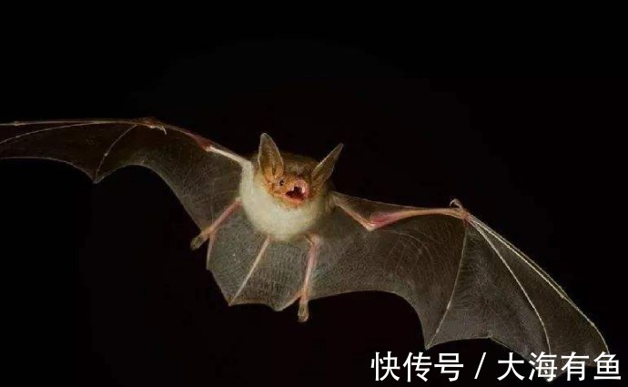 蝙蝠|俗语“四喜不请自来,家中大富大贵”,是什么意思四喜指哪些