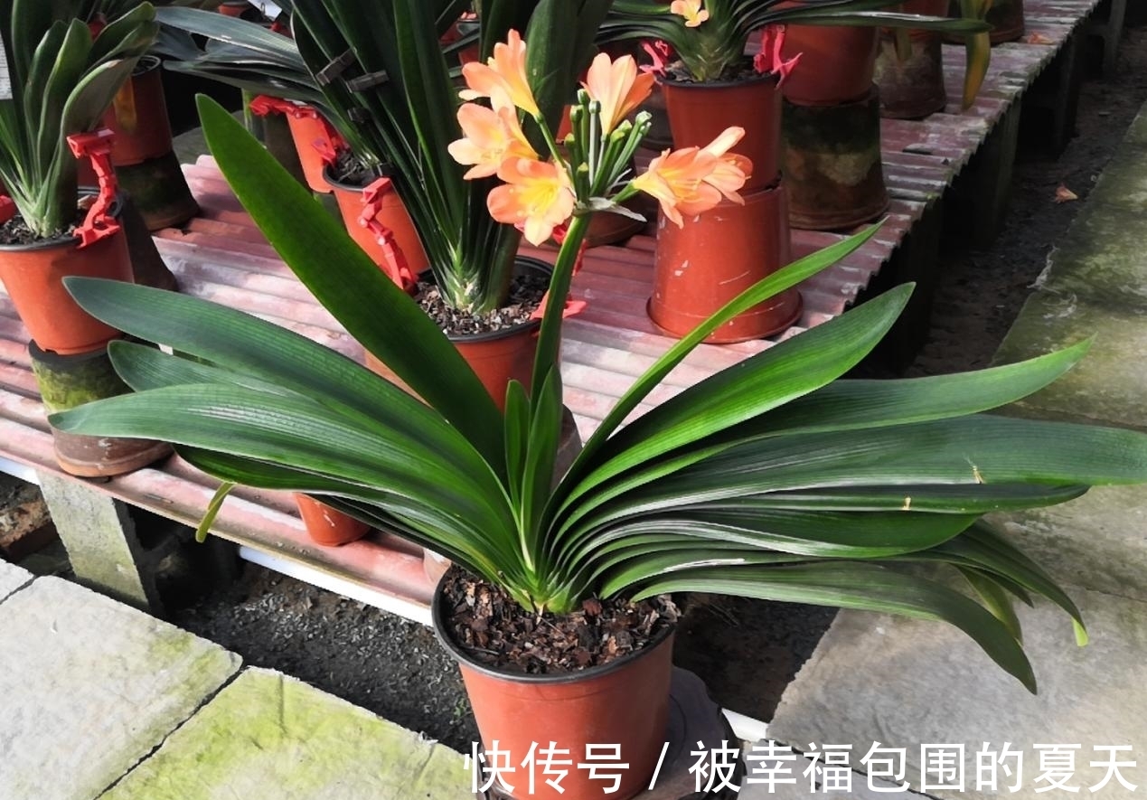这5种植物难开花,想要赏花,该先学会“催花”小技巧