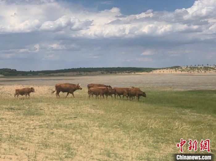 沙漠|“愚公”夫妇40载坚守毛乌素沙地 染绿万亩沙漠