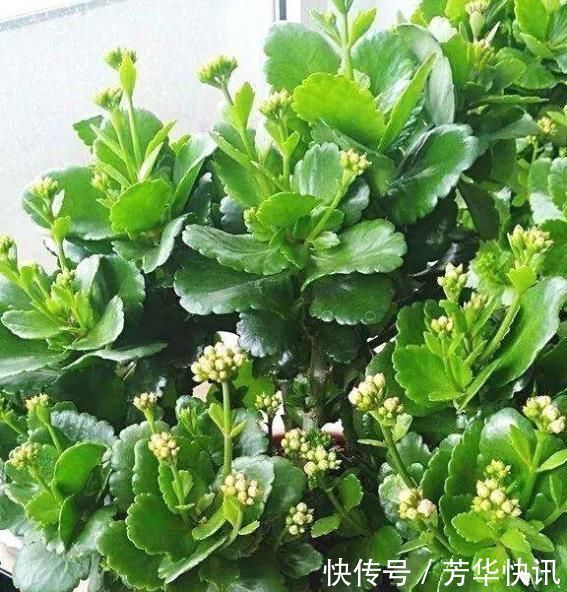开花开关|养长寿花,左右剪一刀,打开“开花开关”,花量多一倍,爆成花球