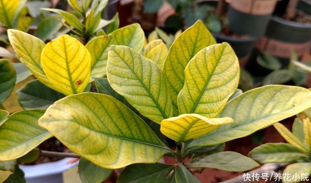 叶子|3种花爱喝“酸水”，1个月浇一次，叶子绿油油的