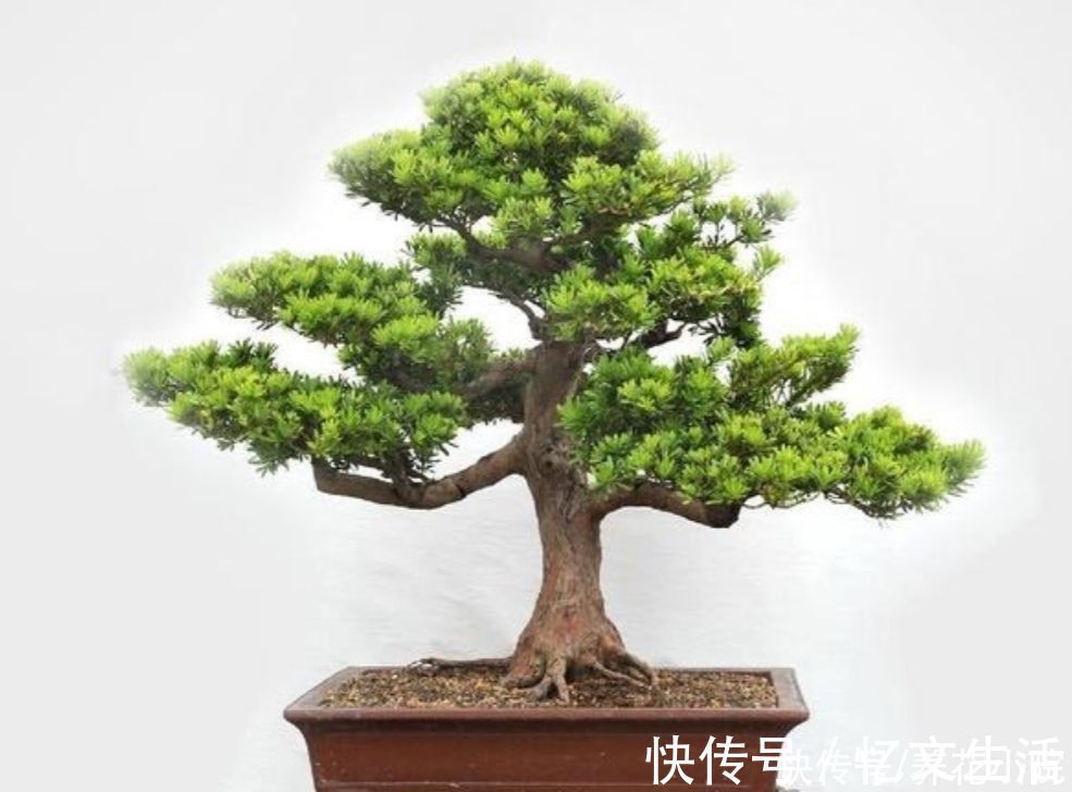 养花|养花不如养树,5种“富贵树”,摆在家里招财又旺宅