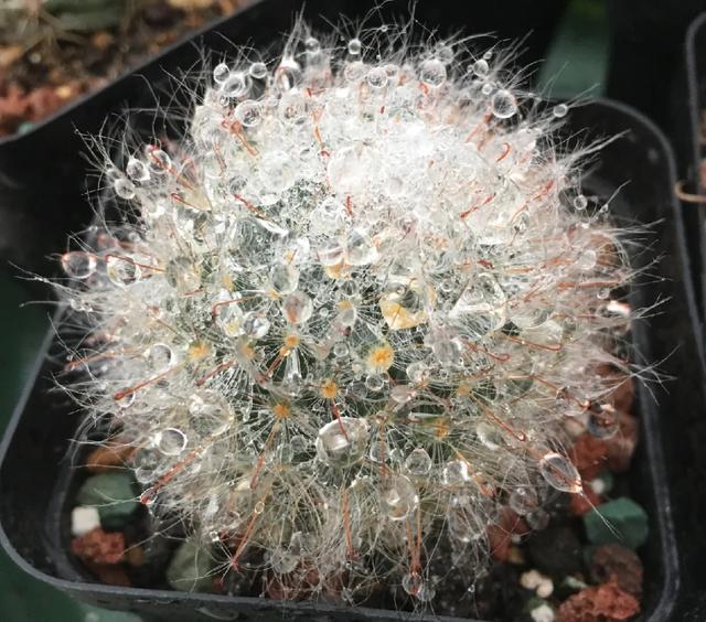 雨水|10种不能淋雨的花,淋完雨就死,盆栽养花注意事项