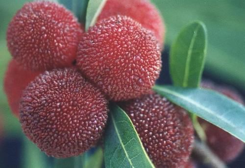 紫苏醇|想肌肤细腻，平时坚持吃的食物，气色红润，改善肤质，预防衰老