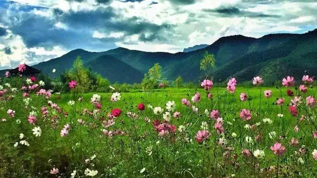 格桑花|泸沽湖的格桑花开了！