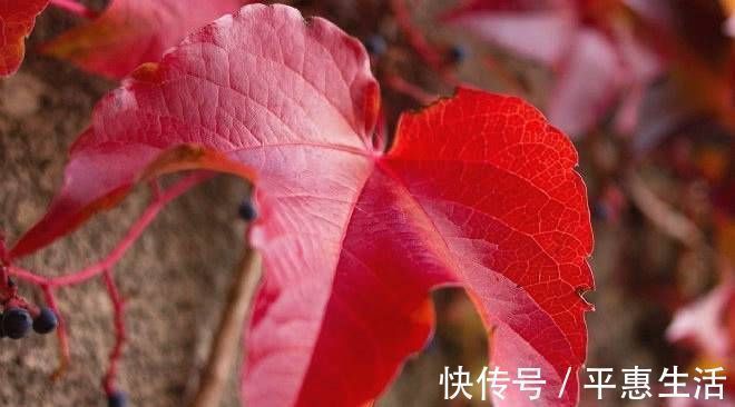 生肖|未来15天，缘分和桃花大胆表白，爱情红鸾星动的四大生肖