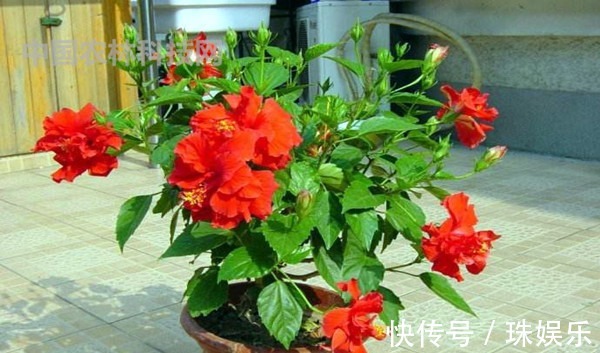 高颜值的扶桑花,这样养护花朵更艳,花期更长久