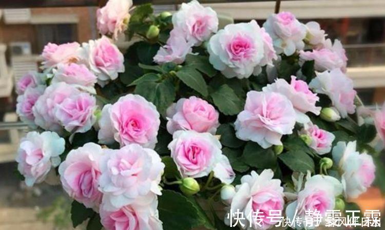 叶子|适合养在阳台的几款花，开花漂亮又好养，花儿轻松开爆盆