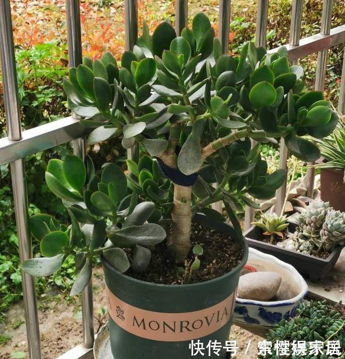 两种皮实好养的绿植,易扦插,姿态优美,变老桩盆景