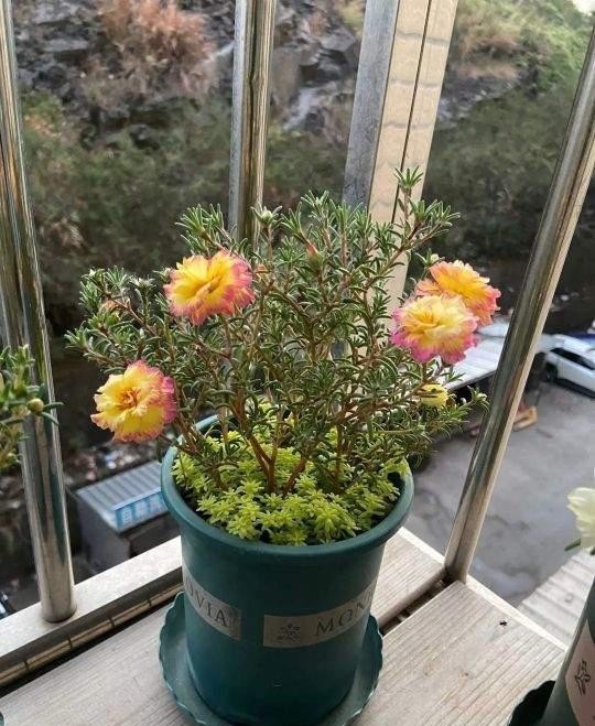  太阳|宿根太阳花怎么过冬？这3点别忽视，连续三五年有花赏，娇美艳丽