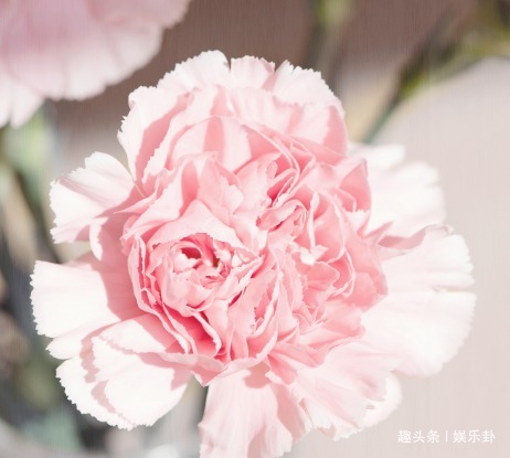 此花代表了爱与关怀,不求代价默默付出,永远值得歌颂