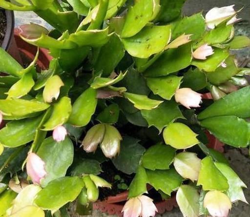 夏季|7、8月养护蟹爪兰,3件事要做好,不然叶子发蔫软趴趴