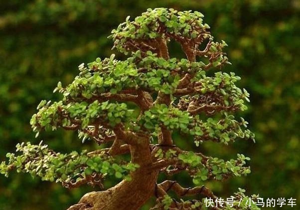 想要金枝玉叶漂亮,还得是把它养成老桩,学会这3样,枝干长粗壮!