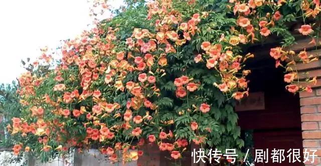 爬藤植物|花开一面墙,花落一路香,一棵爬藤植物的花海