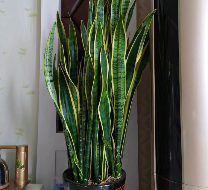 虎皮兰天冷不好养?错了,把控好这4点,谁都能养得爆盆