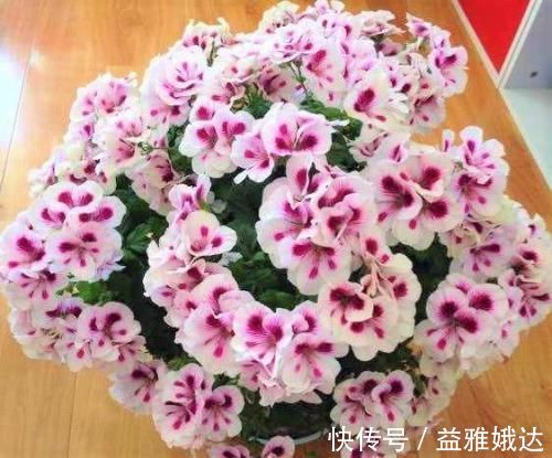 板结|养花要注意，这几种水不能浇花，不然黄叶又烂根！