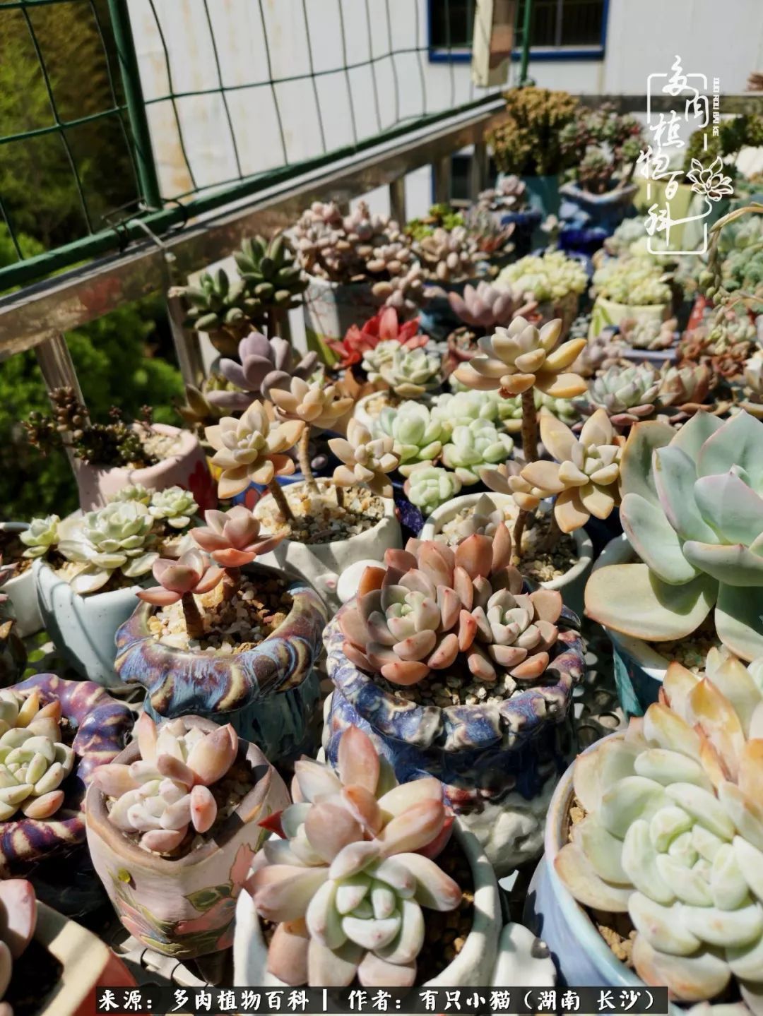 经历一个夏天的摧残,方知皮实好养的多肉才是真爱!