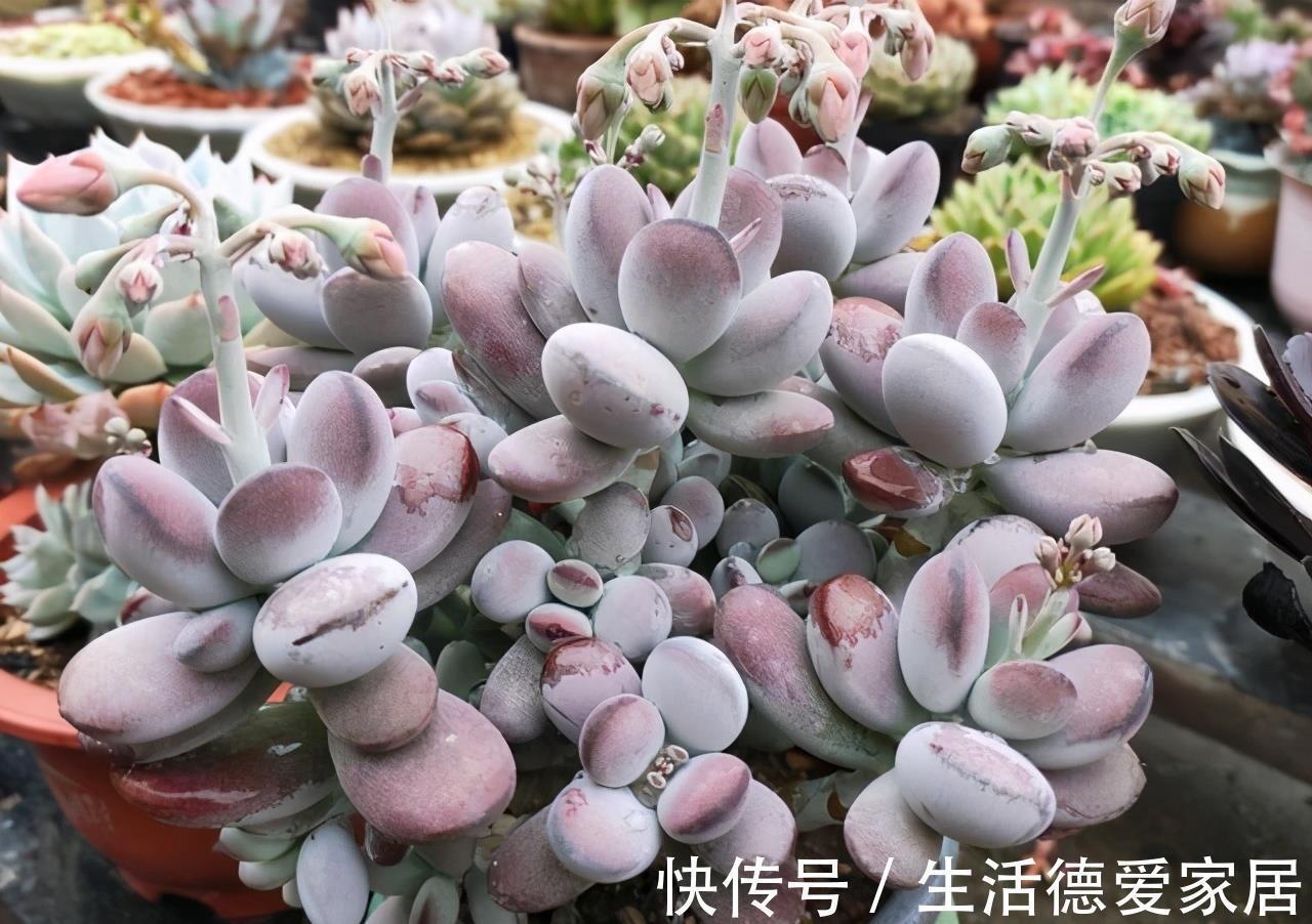 福娘系多肉中非常经典的2个品种,一个有香味一个叶片肥,值得养