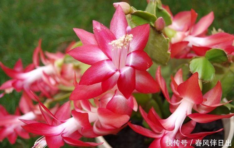 几款植物养在家里,好养易爆盆,是很好的家庭盆栽