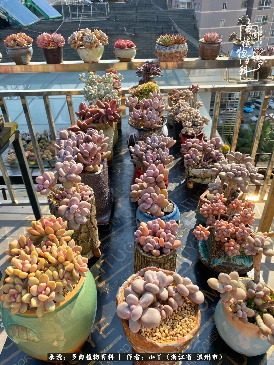 祖上无院家里无矿,一腔浪漫情怀付诸楼顶造花!