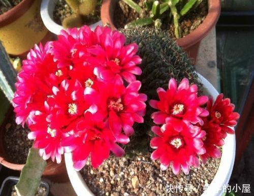 种花|4种花,赶紧“丢出去”,晒得越狠开花越多,不然今年没花赏