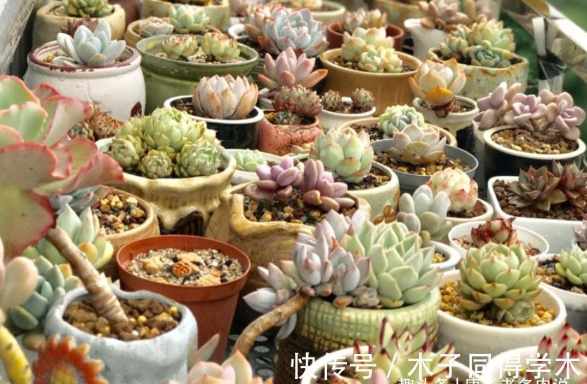 秋天|室内养的多肉立秋后改为露养，注意此5点，以免挂在秋天的门槛上