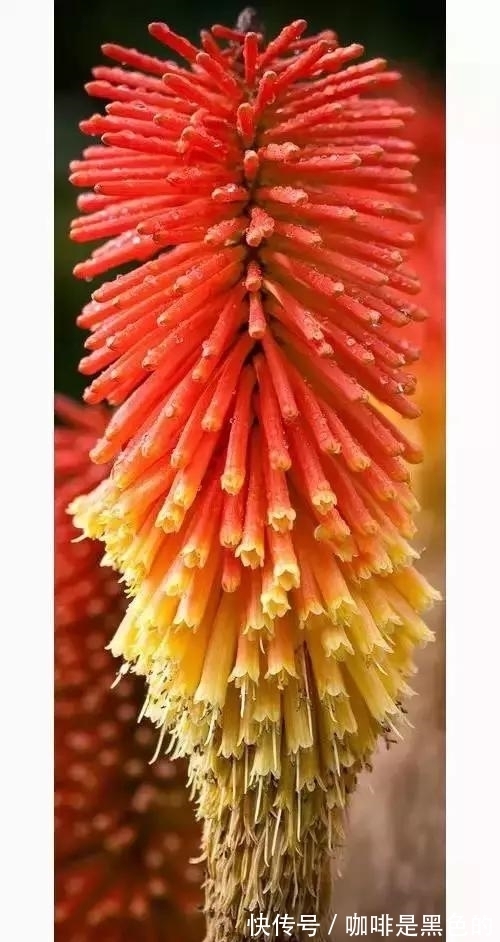 奇花|奇花、奇花、奇花、罕见奇花，赶快打开欣赏吧