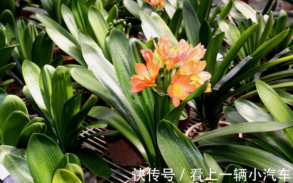 百花“珍品”君子兰，盆栽期间该注意什么？