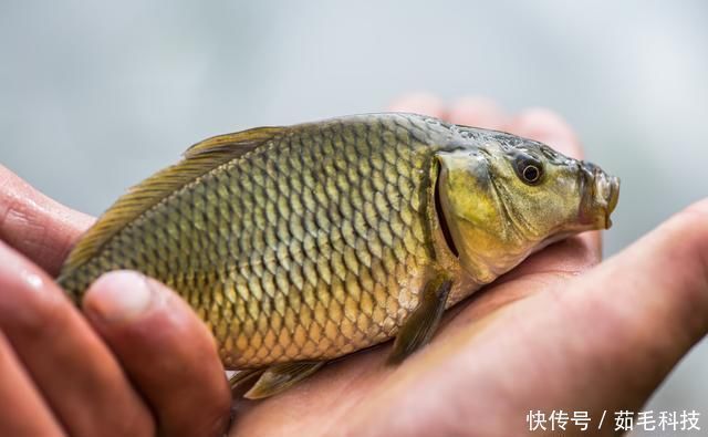 技巧|实用钓鱼技巧分享，掌握这些一准不吃亏，对提升渔获帮助很大