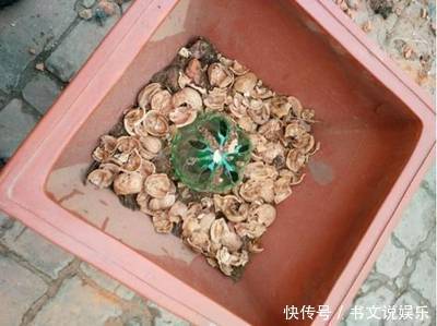 营养物质|家家都有的4种“生活垃圾”,不发酵垫盆底,都是养花“万能肥”