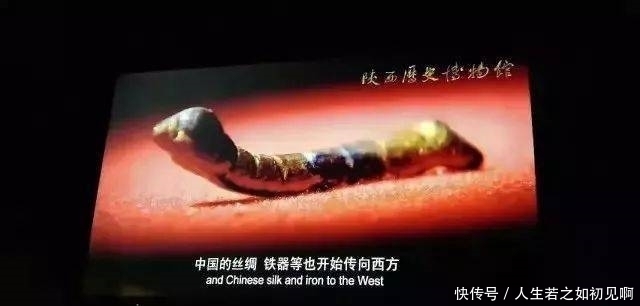 金蚕|马未都:这条金蚕,当年无人问津!