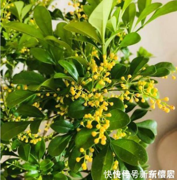 3种花养了就爆盆,好养易活开花漂亮,年年开花不断,美翻天!